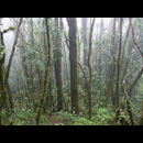 Elsv Rainforest 8