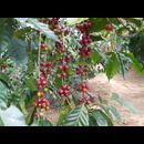 Elsv Trekking 4