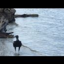 Guatemala Coast 13