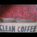Guatemala Coffee