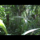 Guatemala Jungle