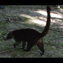 Guatemala Tikal 5
