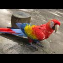 Honduras Animals