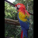 Honduras Animals 2