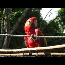 Honduras Animals 3