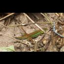 Honduras Animals 4