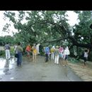Treefall over road