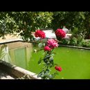 Shiraz city 7