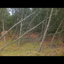 Forests