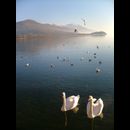 Swans