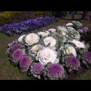 Burma Gardens 11