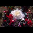Burma Gardens 12