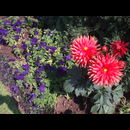 Burma Gardens 14