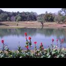 Burma Gardens 15