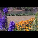 Burma Gardens 17