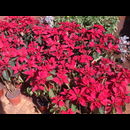 Burma Gardens 19