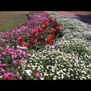Burma Gardens 22