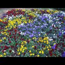 Burma Gardens 23