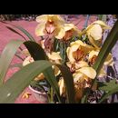 Burma Gardens 24