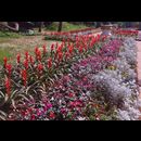 Burma Gardens 29