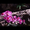 Burma Gardens 2