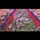 Burma Gardens 30