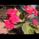 Burma Gardens 3