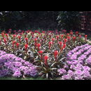 Burma Gardens 6