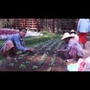 Burma Gardens 7