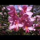 Burma Gardens 8