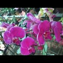 Burma Gardens 9