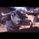 Burma Kalaw Families 26