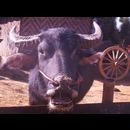 Burma Kalaw Families 27