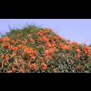 Burma Pyin Candacraig 10