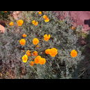 Burma Pyin Candacraig 3