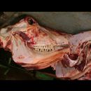 Peshawar Butchers