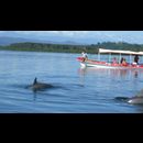 Panama Dolphins