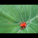 Panama Rainforest