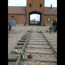 Birkenau 3