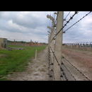 Birkenau 8
