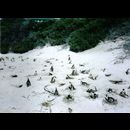 Cape Town Wildlife